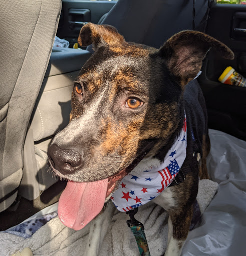 Pet Paradise, 13478 Carrollton Blvd # P, Carrollton, VA 23314, USA, 