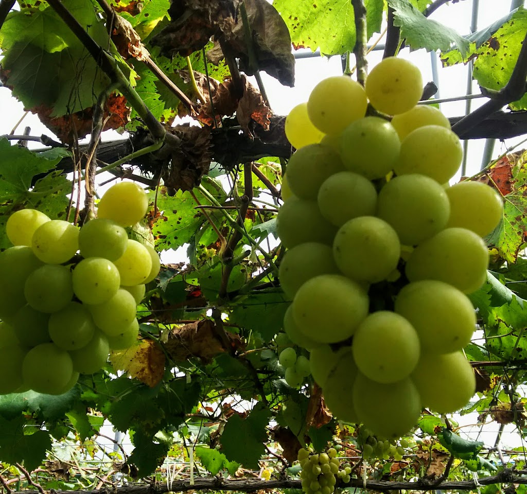 フルーツ童夢 やまだ農園