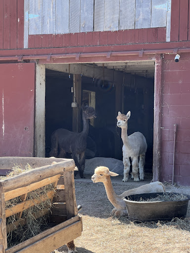 Boutique «Crystal Lake Alpaca Farm and Boutique», reviews and photos, 4907 River Rd, Frankfort, MI 49635, USA