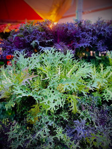 Grocery Store «Top of the Hill Quality Produce», reviews and photos, 5325 NE 4th St, Renton, WA 98059, USA