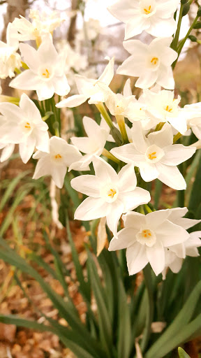 Park «Turner Park», reviews and photos, 600 N Belt Line Rd, Grand Prairie, TX 75050, USA