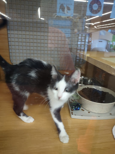 Pet Supply Store «Petco Animal Supplies», reviews and photos, 1014 Shoppes At Midway Dr, Knightdale, NC 27545, USA