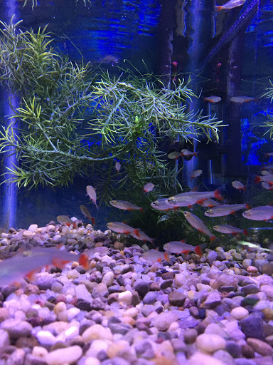 Aquarium «Sea Oddities», reviews and photos, 128 Broad St, Kingsport, TN 37660, USA