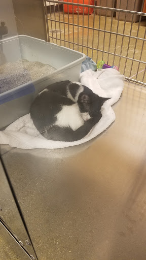 Pet Supply Store «PetSmart», reviews and photos, 8500 N Evanston Ave, Kansas City, MO 64157, USA