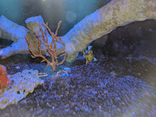 Tropical Fish Store «Reefwise», reviews and photos, 5401 Patton Dr #105, Lisle, IL 60532, USA