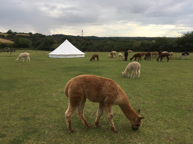 Reviews of Tickhill Alpacas in Doncaster - Travel Agency