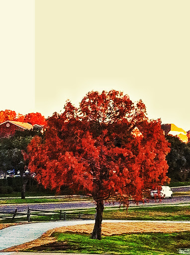 Park «Cottonwood Park», reviews and photos, 4051 N Story Rd, Irving, TX 75038, USA