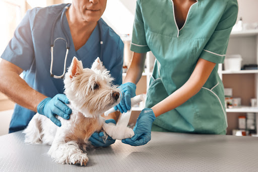 Clínica Veterinaria Gaherproga - Reservanimal Valladolid (Reserva Animal) en Arroyo de la Encomienda