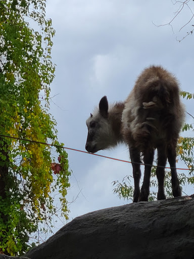 Zoo «Trevor Zoo at Millbrook School», reviews and photos, 282 Millbrook School Rd, Millbrook, NY 12545, USA