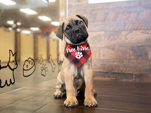 Pet Store «Petland of Plantation», reviews and photos, 801 S University Dr, Plantation, FL 33324, USA