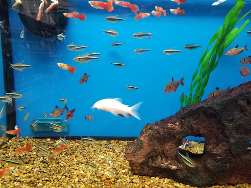 Pet Supply Store «Petco Animal Supplies», reviews and photos, 1009 E Commercial Blvd, Oakland Park, FL 33334, USA