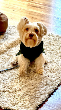 Hidden Valley Animal Hospital - Photo 3 - Car repair in Raleigh, NC, Raleigh