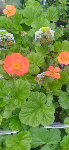 Grocery Store «Hy-Vee Mainstreet», reviews and photos, 510 E 6th St, Muscatine, IA 52761, USA