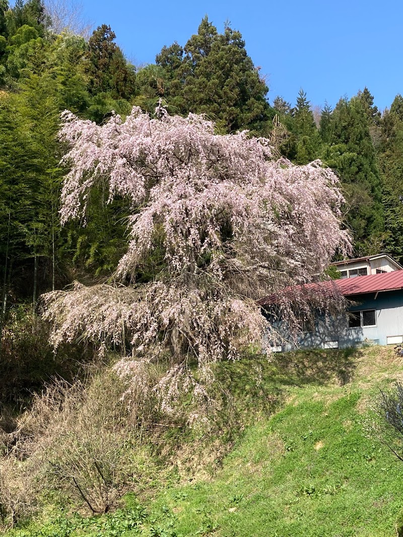 国見桜