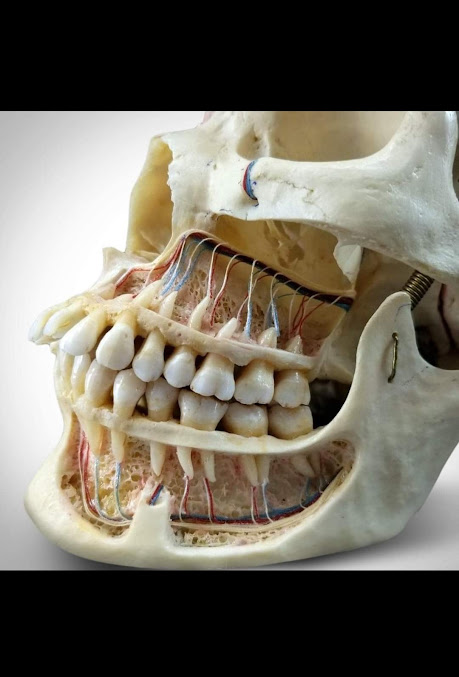 RAJKOT DENTAL - The Implant Centre - RAJKOT DENTAL - The Implant Centre