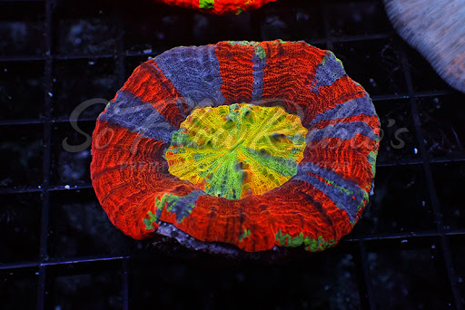 Pet Supply Store «Exotic Aquatic», reviews and photos, 275 E Oakland Park Blvd, Fort Lauderdale, FL 33334, USA