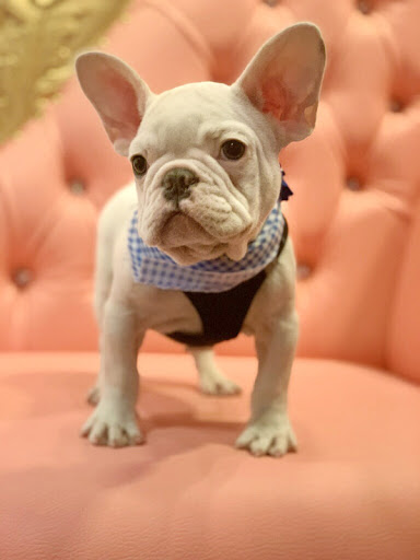 Pet Store «Animal Kingdom», reviews and photos, 4500 N Oracle Rd #254, Tucson, AZ 85705, USA