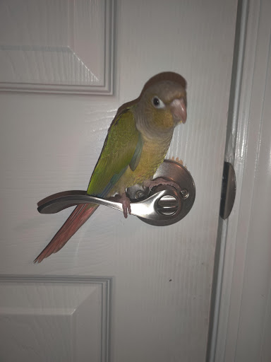 Pet Store «The Amazon Pet Store», reviews and photos, 2936 Del Prado Blvd, Cape Coral, FL 33904, USA