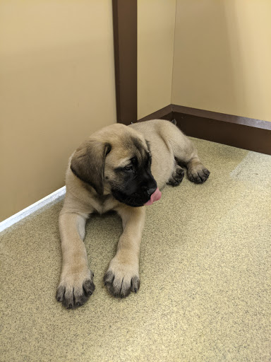 Pet Store «Petland Hilliard», reviews and photos, 5253 Nike Dr, Hilliard, OH 43026, USA