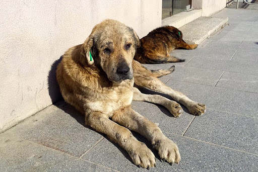 StrayCoCo Foundation - Hilfe für Strassenhunde