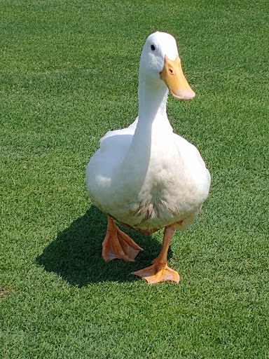 Country Club «Macatawa Legends Pro Shop», reviews and photos, 4600 Macatawa Legends Blvd, Holland, MI 49424, USA