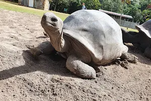 Giant Tortoise Farm image