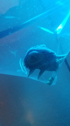 Pet Supply Store «Pet Supermarket», reviews and photos, 5000 Clyde Morris Blvd, Port Orange, FL 32127, USA