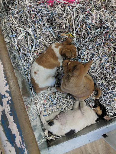 Pet Store «Animal House», reviews and photos, 7869 Hamilton Ave, Cincinnati, OH 45231, USA