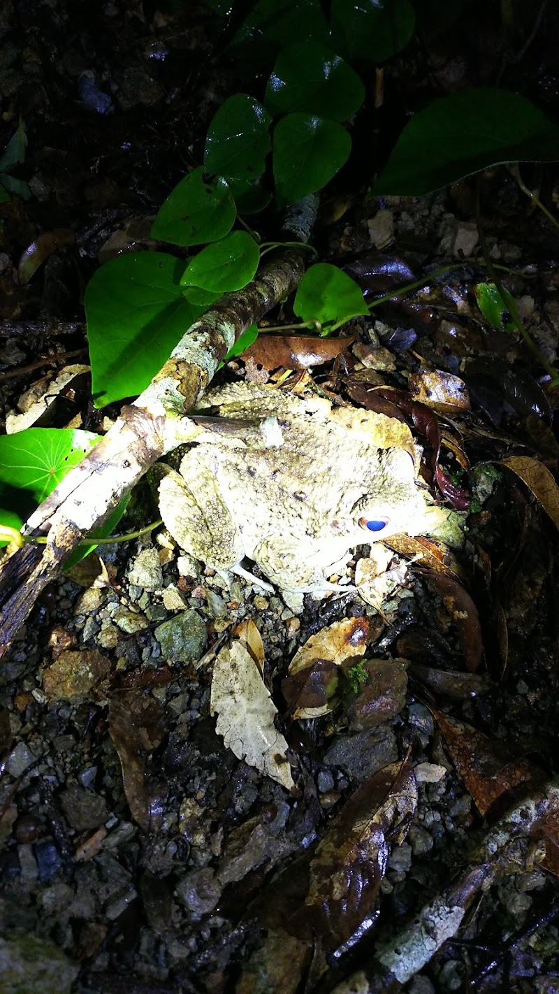 ガンソナイトツアー ナイトツアー専門店 鹿児島県奄美市住用町西仲間 ツアー業者 グルコミ