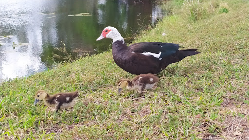 Park «C.B. Smith Park», reviews and photos, 900 N Flamingo Rd, Pembroke Pines, FL 33028, USA