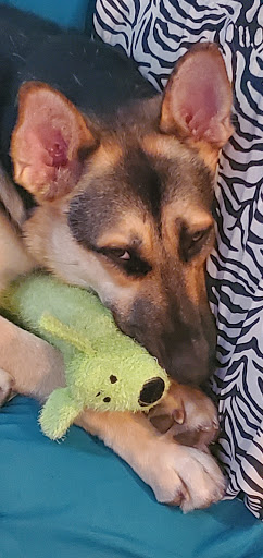 Pet Supply Store «Pet Supplies Plus», reviews and photos, 1704 Greenville Ave, Dallas, TX 75206, USA