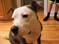 Fur Babies Care Service - Photo 5 - Car repair in , Spartanburg