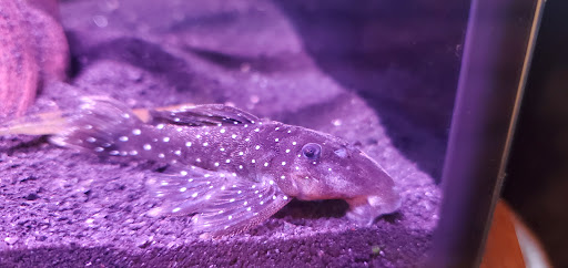 Pet Store «Birds & Beasts Pet Shop», reviews and photos, 35 Berkshire Dr # 18, Crystal Lake, IL 60014, USA