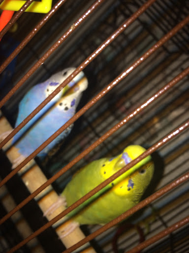 Pet Supply Store «Petco Animal Supplies», reviews and photos, 2765 Santa Rosa Ave, Santa Rosa, CA 95407, USA