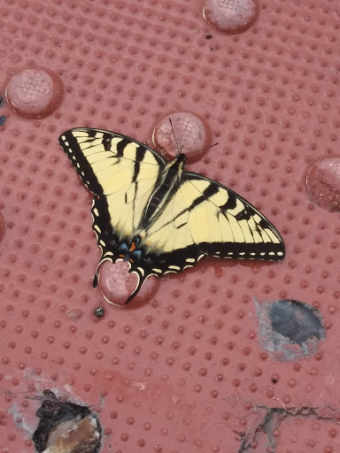 Pet Supply Store «PetSmart», reviews and photos, 367 Mt Hope Ave, Rockaway, NJ 07866, USA