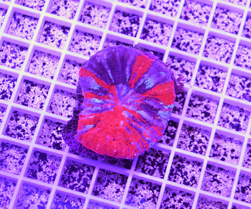 Tropical Fish Store «The Fish Shop», reviews and photos, 9995 S Eastern Ave #110, Las Vegas, NV 89183, USA