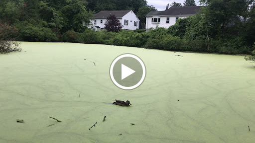 Nature Preserve «Dolan Pond Conservation Area», reviews and photos, Webster Park, West Newton, MA 02465, USA