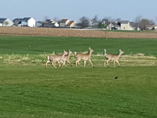 Public Golf Course «River Heights Golf Course», reviews and photos, 1020 Sharon Dr, DeKalb, IL 60115, USA