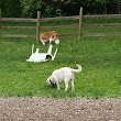 Abington Dog Park