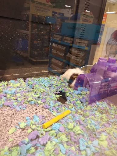 Pet Supply Store «PetSmart», reviews and photos, 9970 Sowder Village Square, Manassas, VA 20109, USA