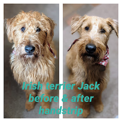 Little Goldsmiths dog grooming