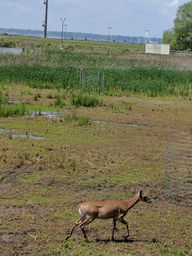 Nature Preserve «Times Beach Nature Preserve», reviews and photos, Coast Guard Station S Rd, Buffalo, NY 14203, USA