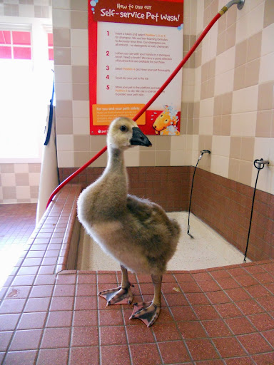 Pet Supply Store «Pet Food Express», reviews and photos, 300 Crossroads Blvd, Carmel-By-The-Sea, CA 93923, USA