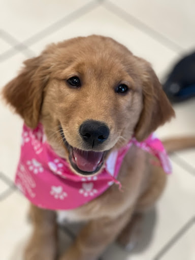 Subaru Dealer «Dunning Subaru», reviews and photos, 3771 Jackson Rd, Ann Arbor, MI 48103, USA