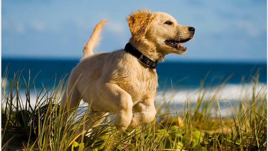 The Blue Collar Puppies and Supplies