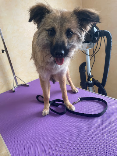 Hundesalon Tierfreund unter Rechberghausen, 