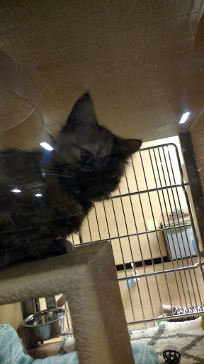 Pet Supply Store «PetSmart», reviews and photos, 1275 N Military Hwy, Norfolk, VA 23502, USA