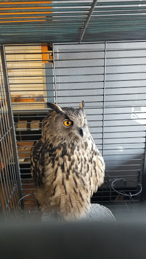 Pet Store «Wildside Pets», reviews and photos, 1042 N Higley Rd #105, Mesa, AZ 85205, USA