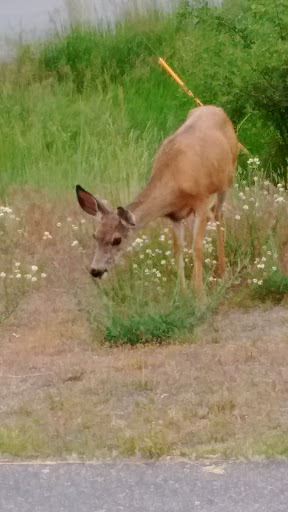 Park «Nature Park», reviews and photos, 2250 Gold Ave, Helena, MT 59601, USA