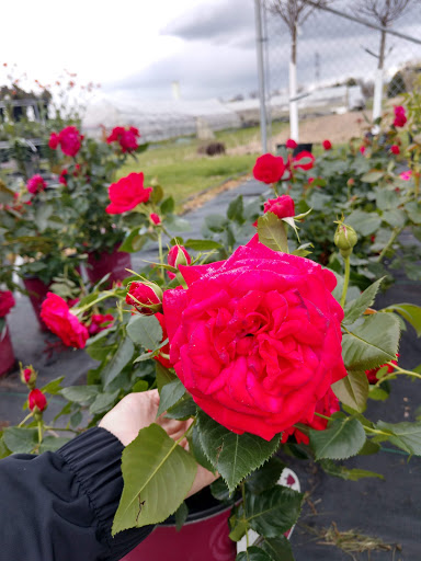 Florist «Pletschers», reviews and photos, 641 Old Hwy 8 SW, New Brighton, MN 55112, USA